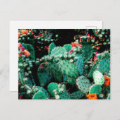 Carte postale Cactus (Devant / Derrière)