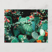 Carte postale Cactus (Devant)