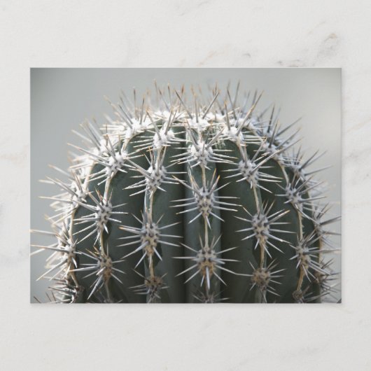 Carte Postale Cactus (Devant)