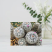 Carte Postale Cactus (Debout devant)