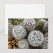 Carte Postale Cactus (Devant / Derrière)