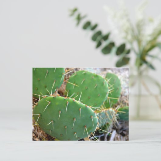 Carte Postale Cactus (Debout devant)