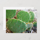 Carte Postale Cactus (Devant / Derrière)