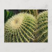 Carte postale Cactus (Devant)