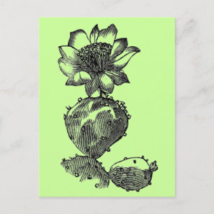 Carte postale cactus