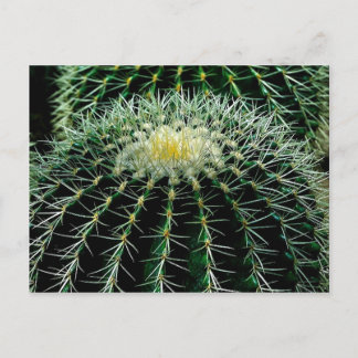 Carte Postale Cactus