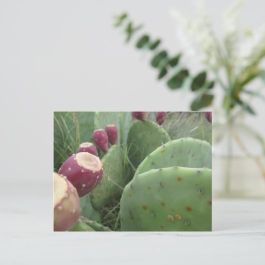 Carte Postale Cactus (Debout devant)