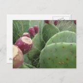 Carte Postale Cactus (Devant / Derrière)