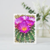 Carte Postale Cactus ポストカード (Debout devant)