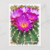 Carte Postale Cactus ポストカード (Devant)