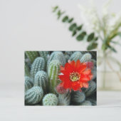Carte Postale Cactus à fleur orange (Debout devant)