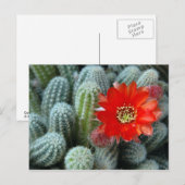 Carte Postale Cactus à fleur orange (Devant / Derrière)