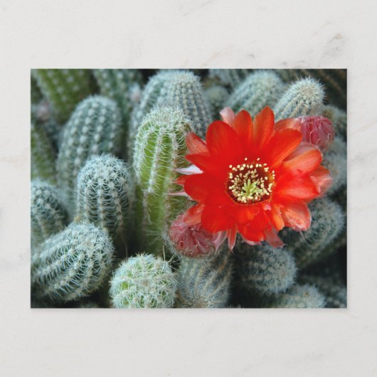 Carte Postale Cactus à fleur orange (Devant)