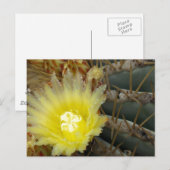 Carte Postale Cactus à fleurs jaunes (Devant / Derrière)
