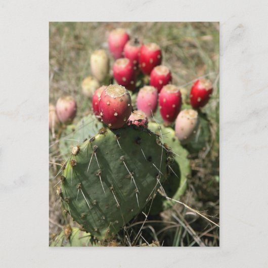Carte Postale Cactus À Poires En Poches Au Texas (Devant)