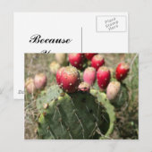 Carte Postale Cactus À Poires En Poches Au Texas (Devant / Derrière)