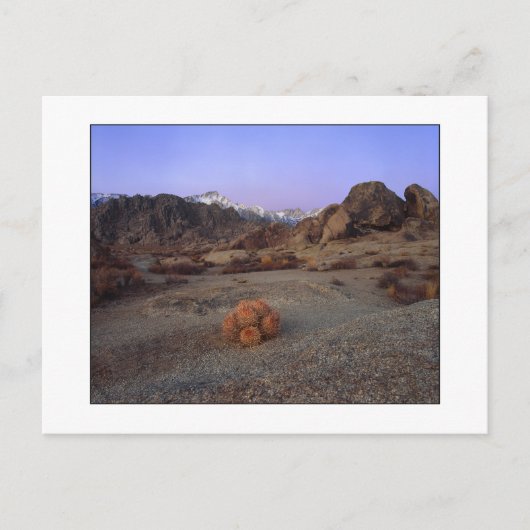 Carte Postale "Cactus Avec Vue" - Grand Angle (Devant)