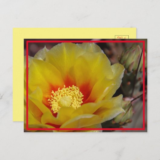 Carte Postale Cactus Bloom (Devant / Derrière)