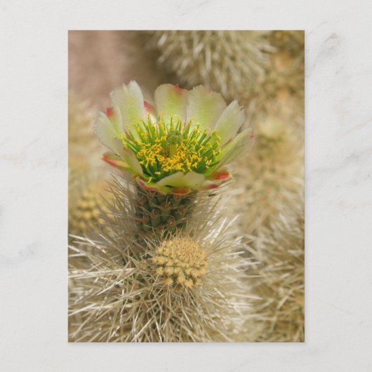Carte Postale Cactus Bloom (Devant)