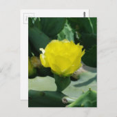 Carte Postale Cactus Bloom (Devant / Derrière)