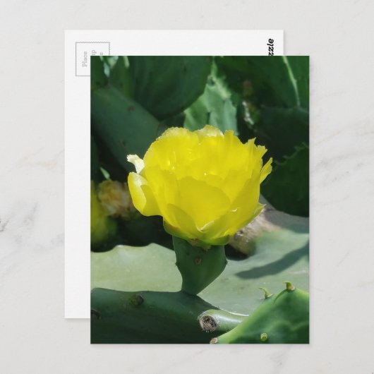 Carte Postale Cactus Bloom (Devant / Derrière)