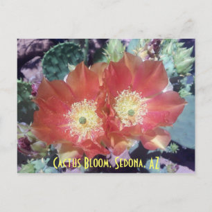 Carte Postale Cactus Bloom, Sedona, AZ