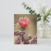 Carte Postale Cactus Cholla en floraison (Debout devant)