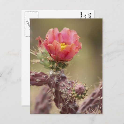 Carte Postale Cactus Cholla en floraison (Devant / Derrière)