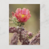 Carte Postale Cactus Cholla en floraison (Devant)