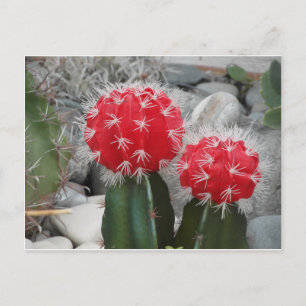 Carte Postale Cactus contrastés