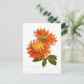 Carte Postale Cactus Dahlia (Debout devant)