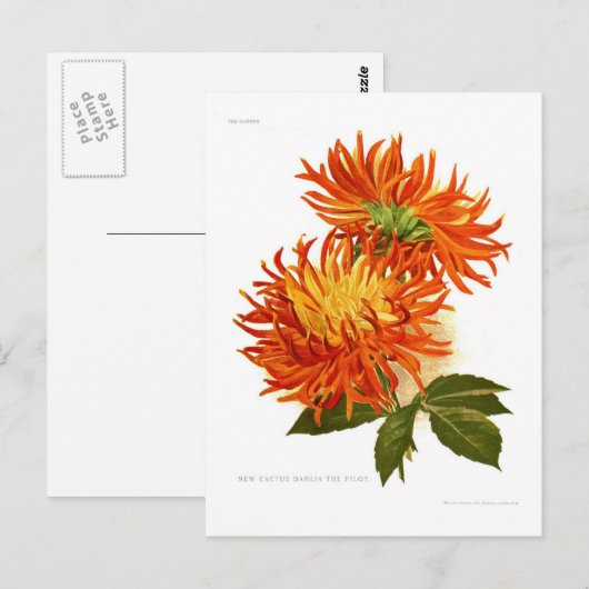Carte Postale Cactus Dahlia (Devant / Derrière)