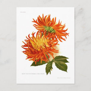 Carte Postale Cactus Dahlia