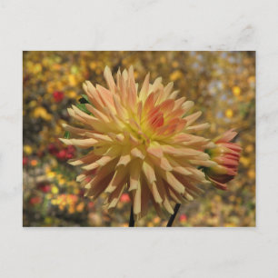 Carte postale Cactus Dahlia