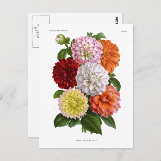 Carte Postale Cactus Dahlias (Devant / Derrière)