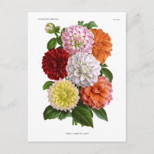 Carte Postale Cactus Dahlias