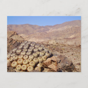 Carte Postale Cactus dans le désert d'Atacama, Chili