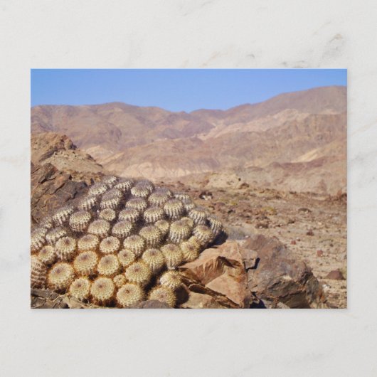 Carte Postale Cactus dans le désert d'Atacama, Chili (Devant)