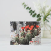 Carte Postale Cactus dans le Rocher (Debout devant)