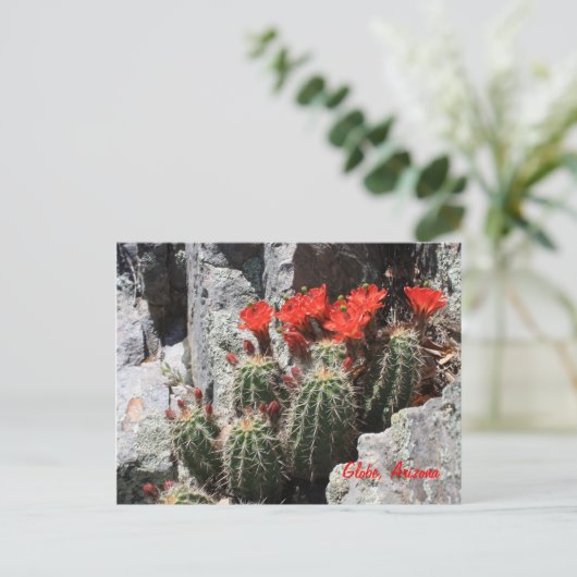 Carte Postale Cactus dans le Rocher (Debout devant)
