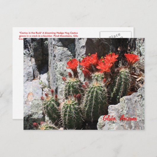 Carte Postale Cactus dans le Rocher (Devant / Derrière)