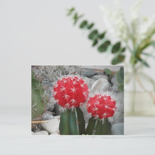 Carte Postale Cactus de contraste (Debout devant)