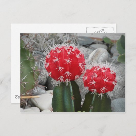 Carte Postale Cactus de contraste (Devant / Derrière)