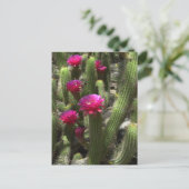 Carte Postale Cactus de flamme rose (Debout devant)