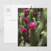 Carte Postale Cactus de flamme rose (Devant / Derrière)
