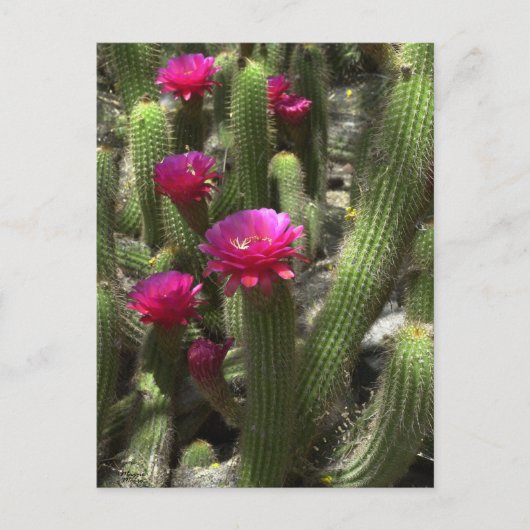 Carte Postale Cactus de flamme rose (Devant)