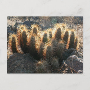 Carte Postale Cactus de haies dans l'habitat du désert