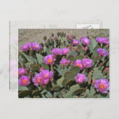 Carte Postale Cactus de la Tête de castor (Devant / Derrière)