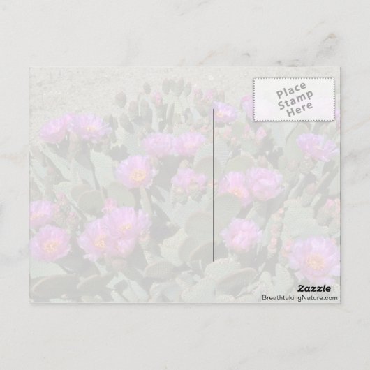 Carte Postale Cactus de la Tête de castor (Dos)