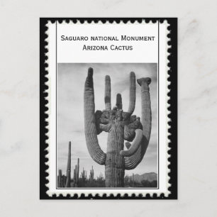 Carte Postale Cactus de l'Arizona